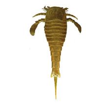 Scientists Discover Monster Sea Scorpion Fossil